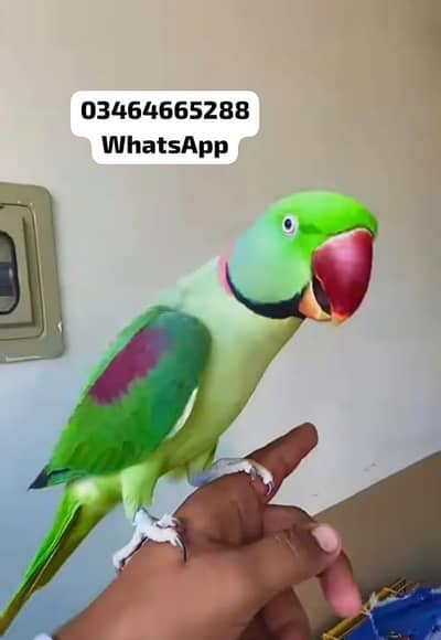 Kashmir raw paroot for sale health active 12 month age