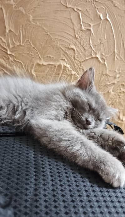 Grey Persian Kitten double Coat