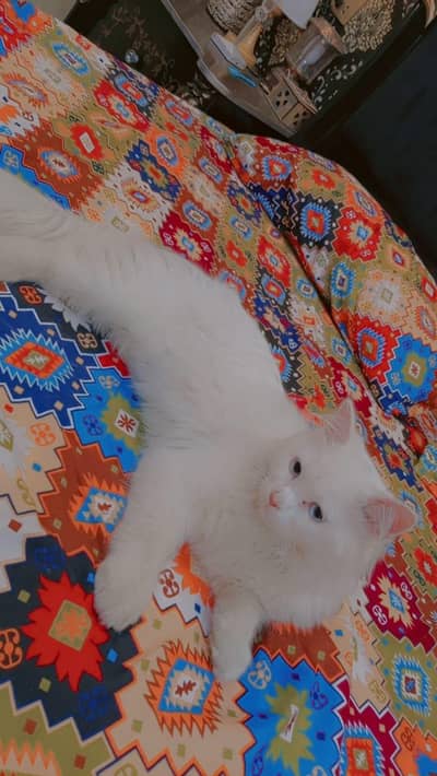 cat for sale 3 ya 4 mounth age 03177694834