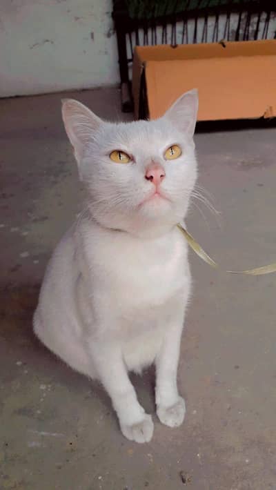 Domestic Short Hair White breed Cat