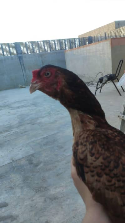 Aseel nsal ke azboot joro ke murgi -