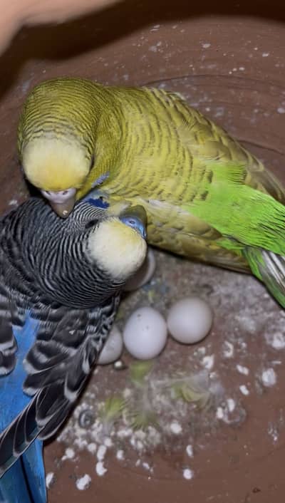 Australian parrot 100% breeder pair for sale