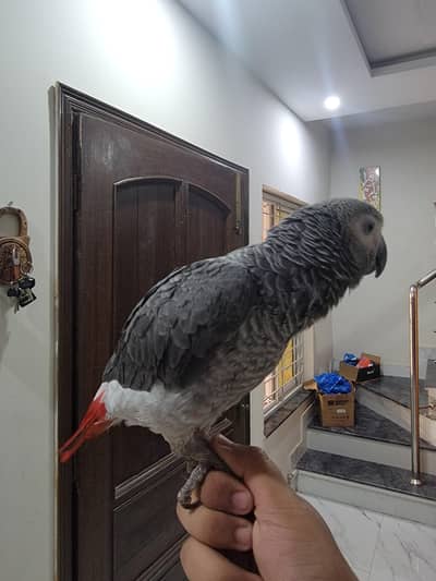 african grey