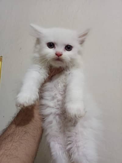 “Adorable Persian Kittens Available – 2 Months Old ”
