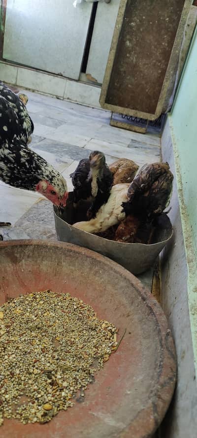 murghi + 5 chicks