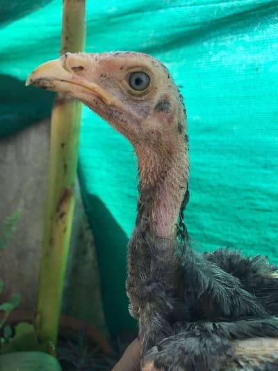Sindhi Aseel saletha , mushka patha , pathi , chicks
