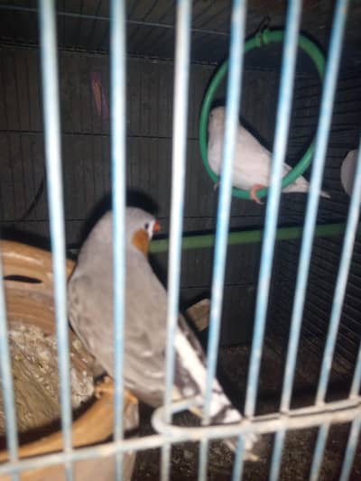 freench bards bredar  piar 03122842737