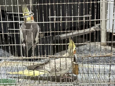 Cockatiel Pair with Cage