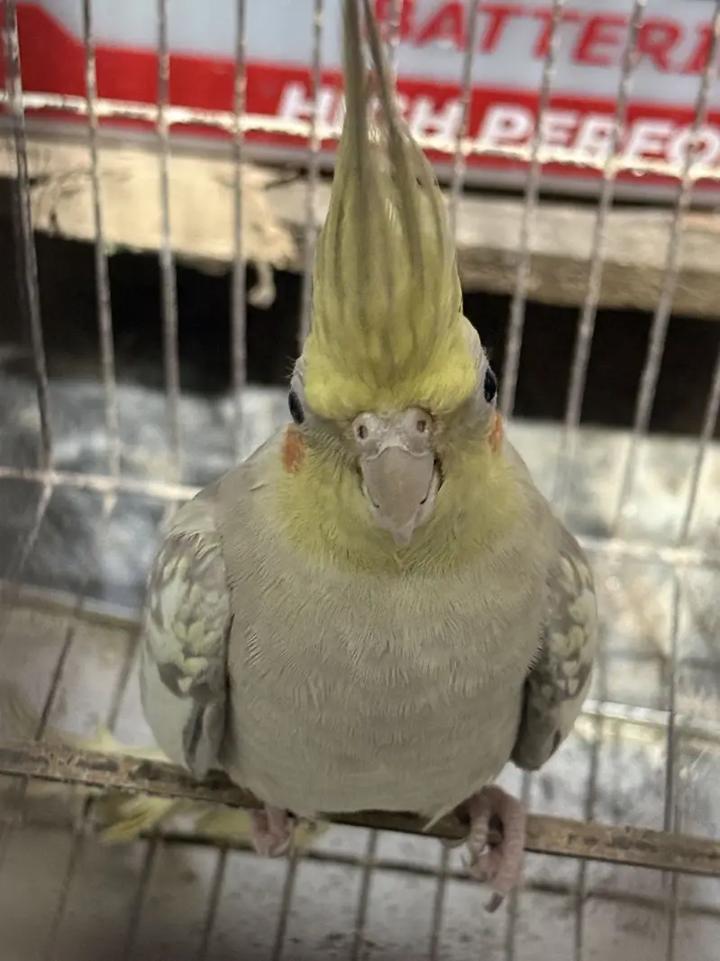 Cockatiel Pair with Cage — photo 2
