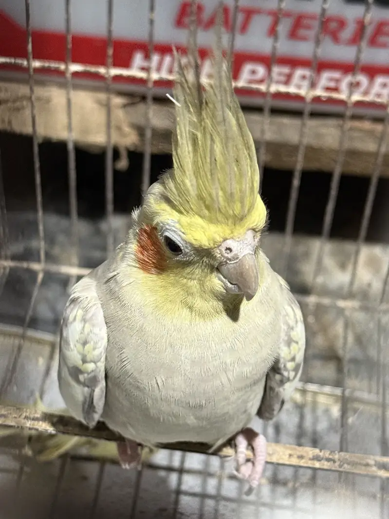 Cockatiel Pair with Cage — photo 3