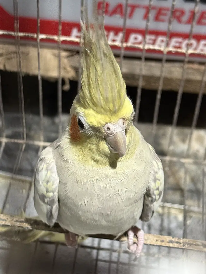 Cockatiel Pair with Cage — photo 4