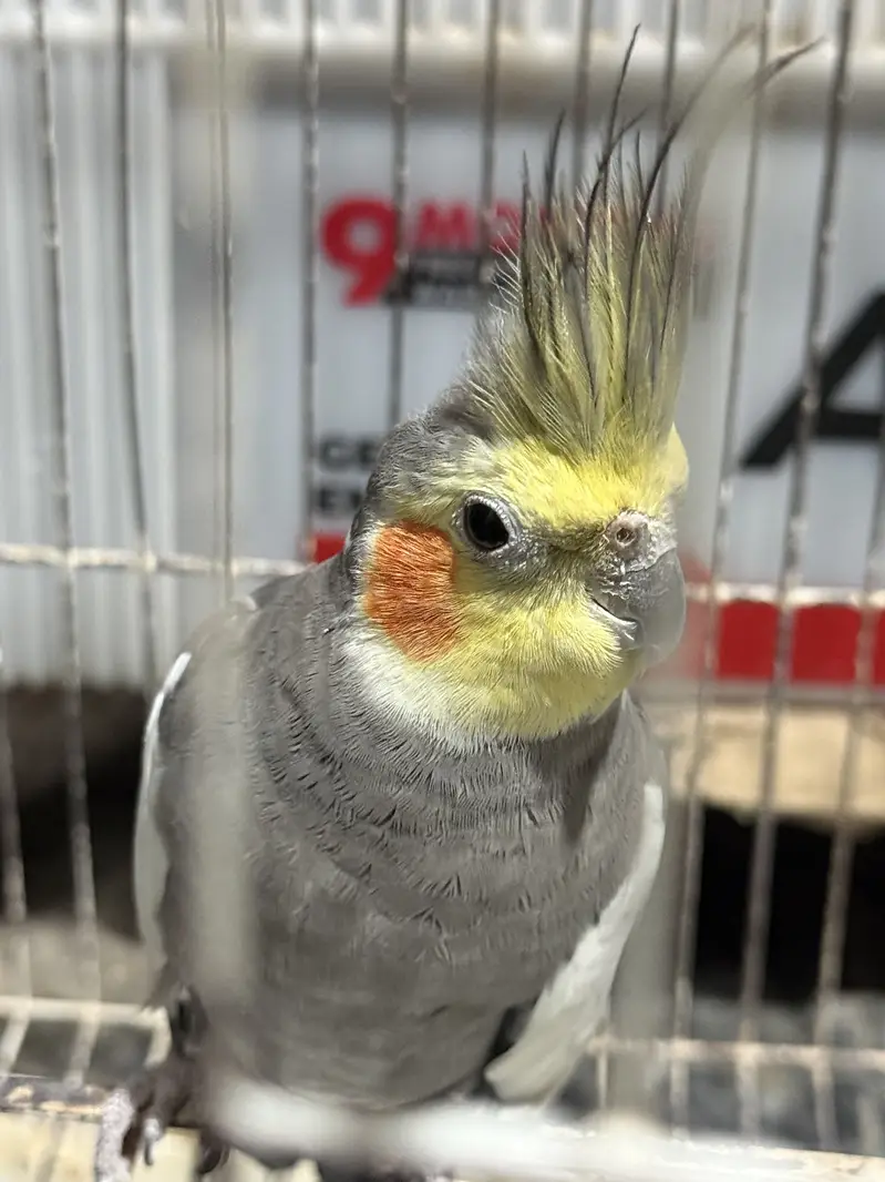 Cockatiel Pair with Cage — photo 7