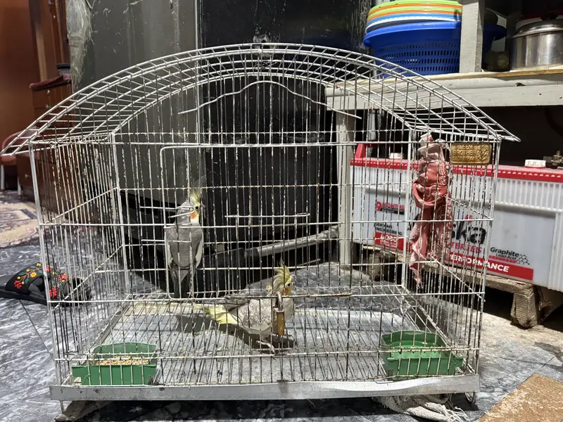 Cockatiel Pair with Cage — photo 9