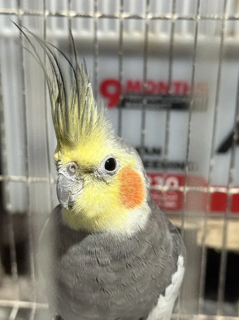 Cockatiel Pair with Cage — photo 10