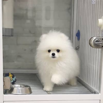 Pomeranian puppy dog urgent for sale Call My WhatsApp 0341/2721/593