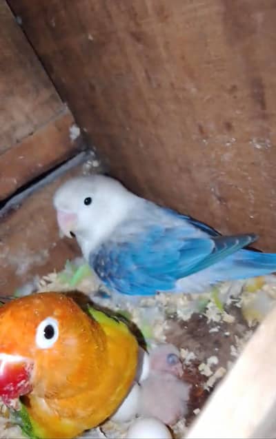 breeder pair available