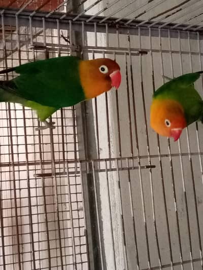 Green Fisher Breeder Pair