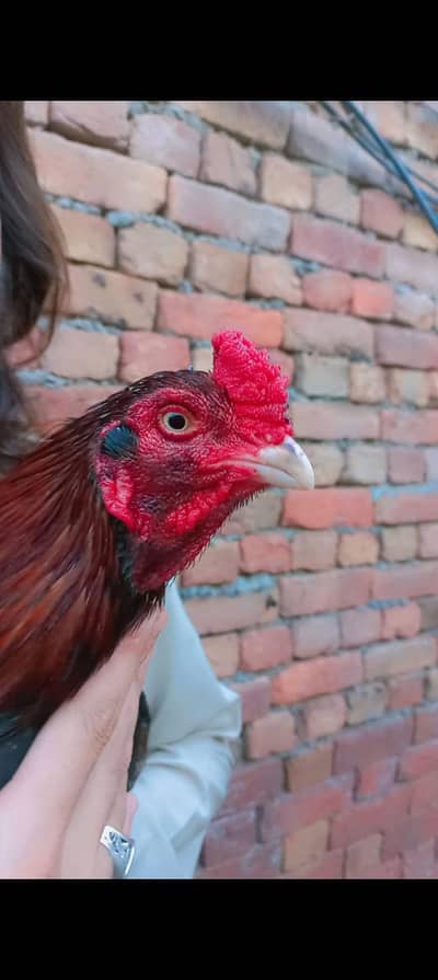 pure mianwali aseel patha