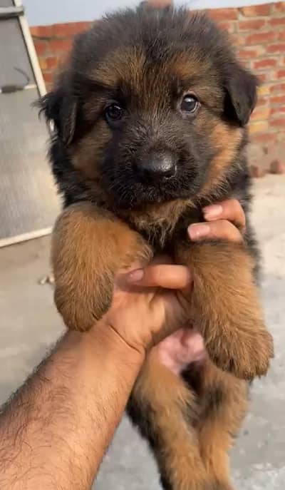 German Shepherd Long Coat