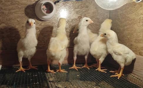 Quality White O Shamo Chicks
