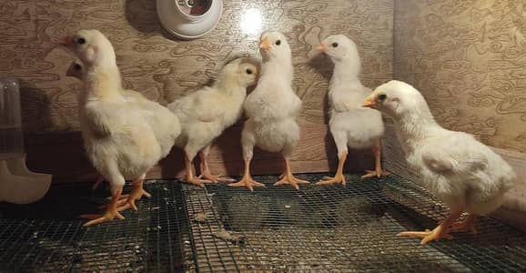 Quality White O Shamo Chicks