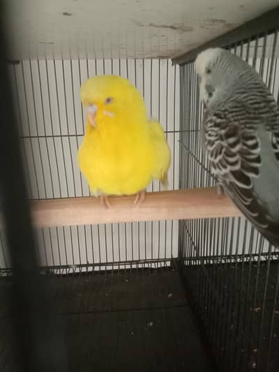 exhibition breadet psir Wtp 03204847881