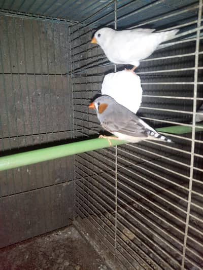 freench bards bredar 03122842737