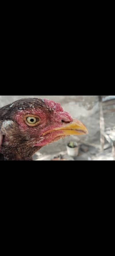 5 aseels hens for sale