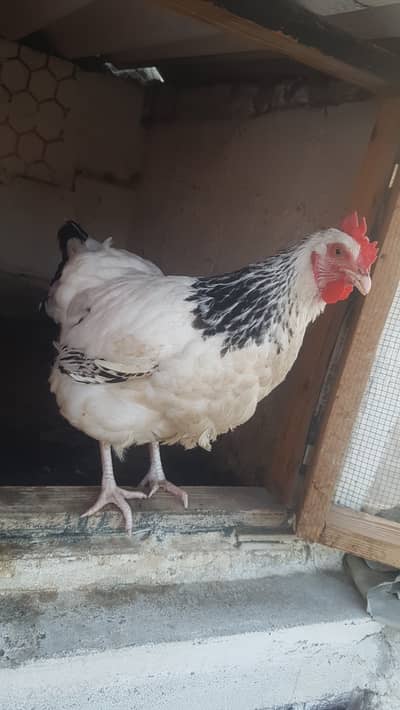 Best heritage suusex female egg laying