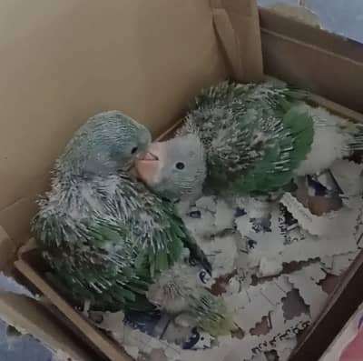 کشمیری را  فل ہیلتھی بچے