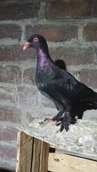 beautfull Danish black