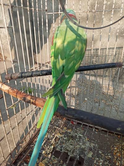 raw parrot male