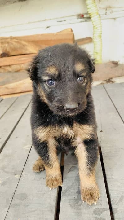 German Shepherd Male Puppy
