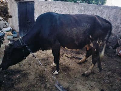 8 Months pregnant cow