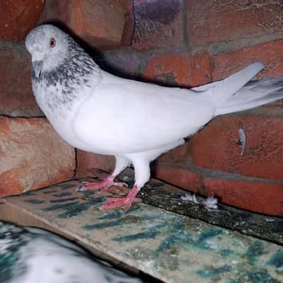 my WhatsApp 03075197074