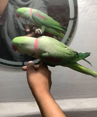 raw parrot male