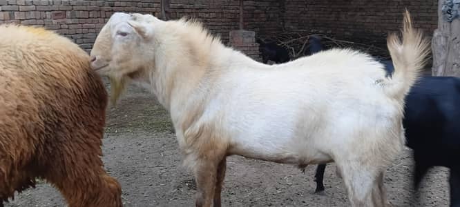 pure gulabi barbari breeder