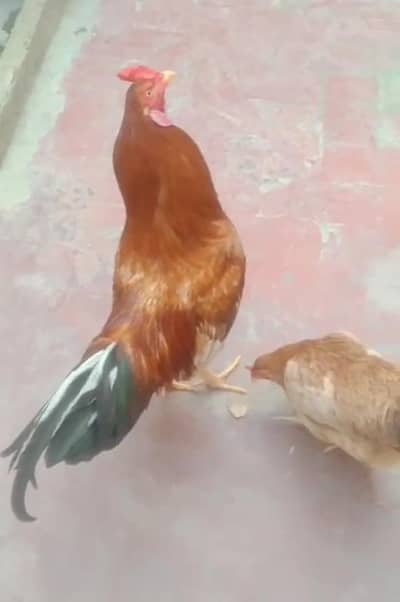 Anda Wali Murghi and Murgha