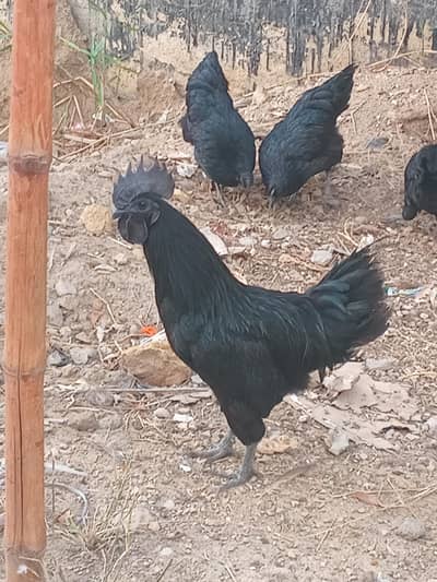 breeder trio 3 femails +1 mail