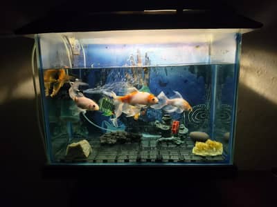 Aquarium with Fishes (Structure, Motor & Decorations)