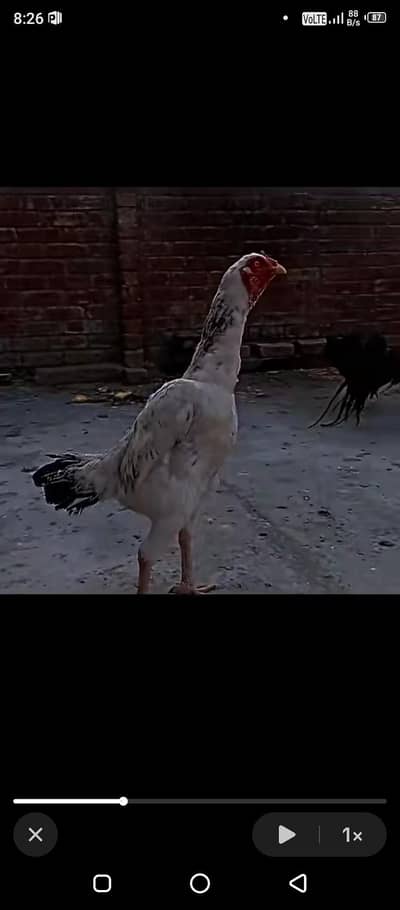 pure assel shamo long height  03248723662