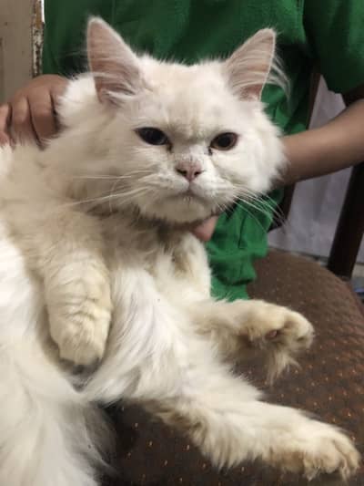 Perisian puntch face male cat