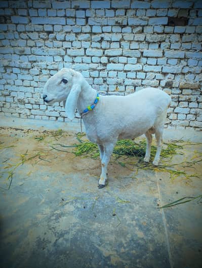 2 teeth domba kajla full active