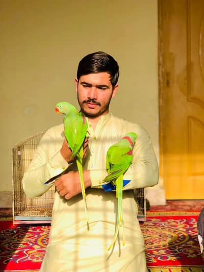 raw parrot pair hand Tame