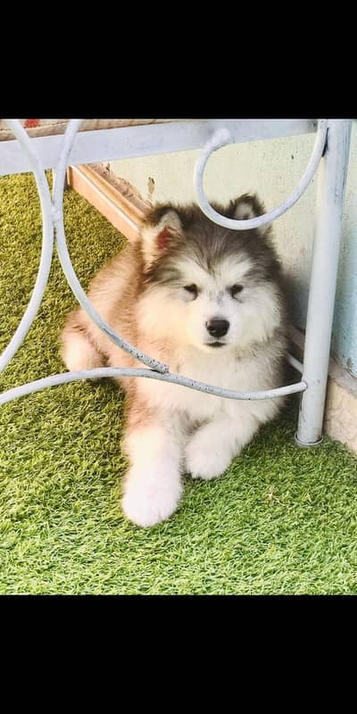 husky puppies for sale, white husky puppy for sale