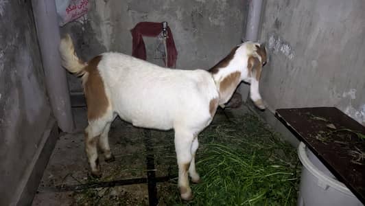 Ghar ka pala hua Bakra  hai urgent sale karna hai