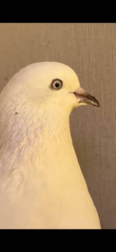 Original kalchochay kaboter