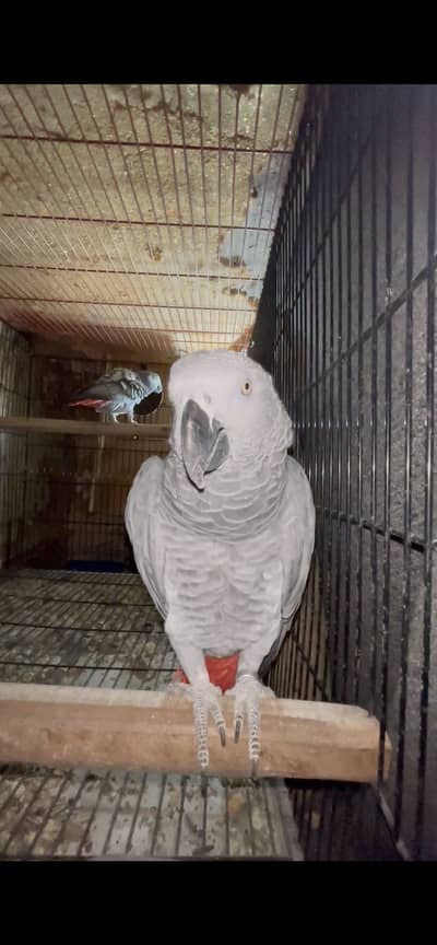 African grey breeder pair 7 years