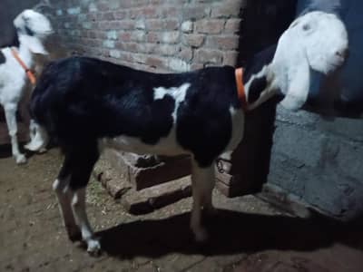 beatel bakri for sale