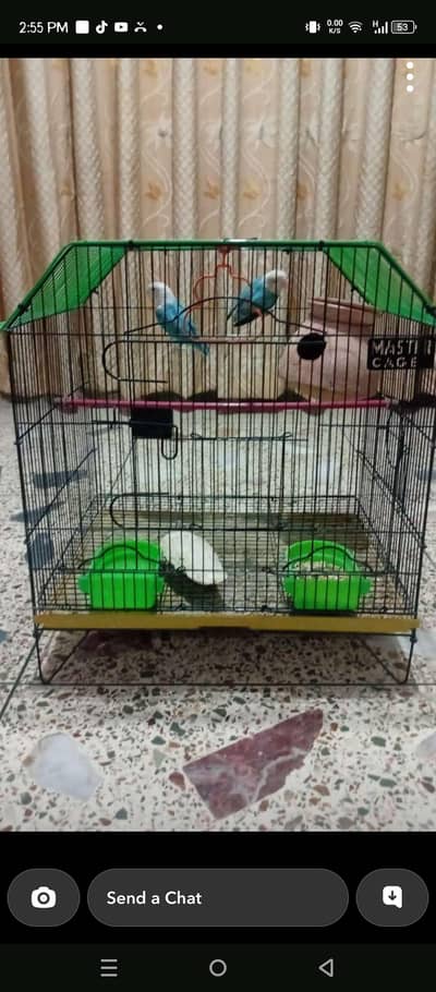 mashaAllah breeder pair